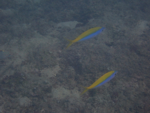 Caesio xanthonota observed 2026-07-29