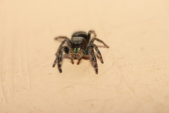 Phidippus audax