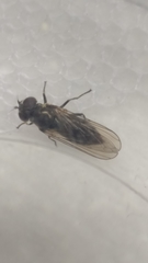Diptera