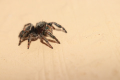 Phidippus audax
