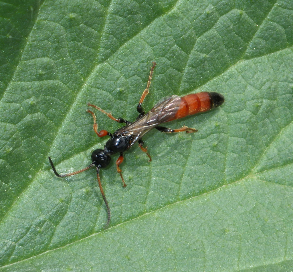 Alomya punctalata
