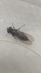 Diptera