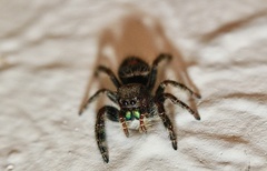 Phidippus audax
