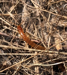 Scolopocryptops gracilis