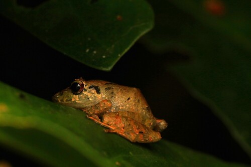 Vinha Robber Frog, Pristimantis vinhai
