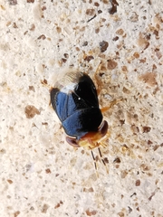 Geocoris erythrocephalus