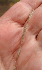 Helictochloa bromoides