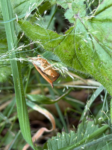 Udea profundalis