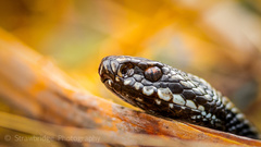 Adder photo 5