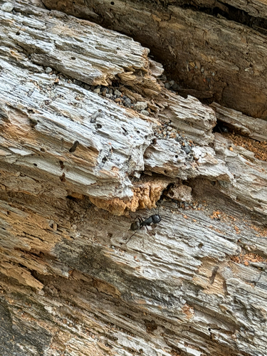 Camponotus modoc