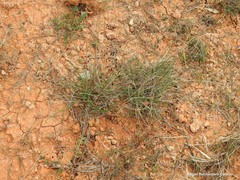 Helictochloa bromoides