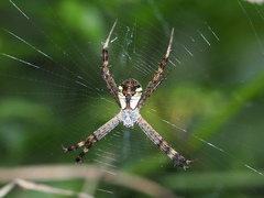Argiope perforata