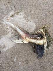 Acipenser fulvescens