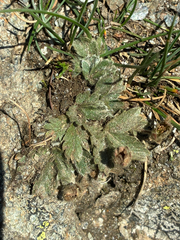 Potentilla frigida