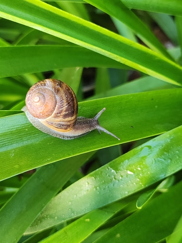 Garden Snail