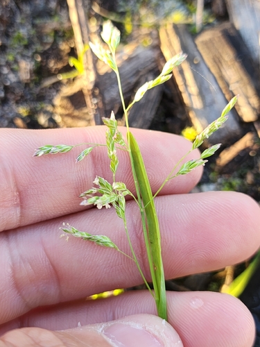 Annual Meadow-grass