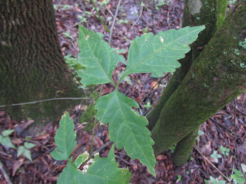 Urvillea uniloba