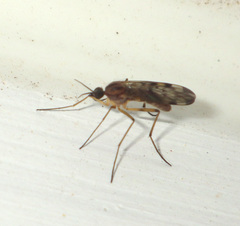 Anisopodidae