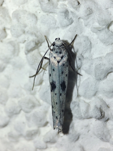 Black-tipped Ermine