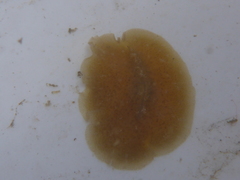 Pseudoceros canadensis