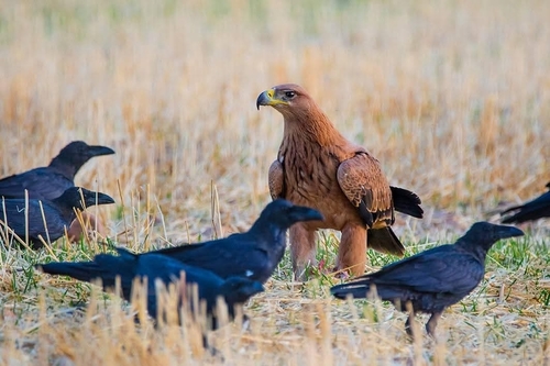 Aigle ibérique