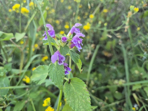 Hairy Hemp-nettle