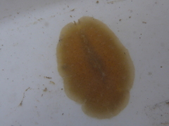 Pseudoceros canadensis