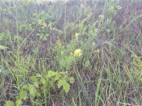 common toadflax