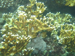 Millepora dichotoma