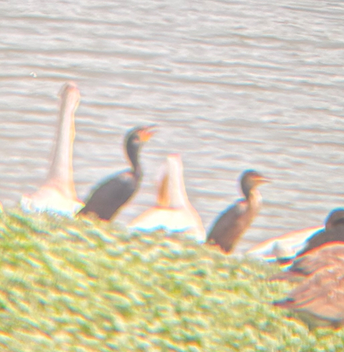 Double-crested Cormorant