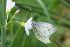 Pieris napi