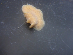 Pseudoceros canadensis