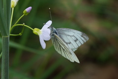 Pieris napi