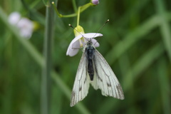 Pieris napi