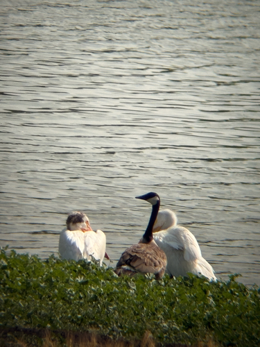 Canada Goose