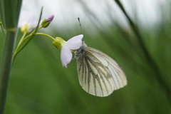 Pieris napi