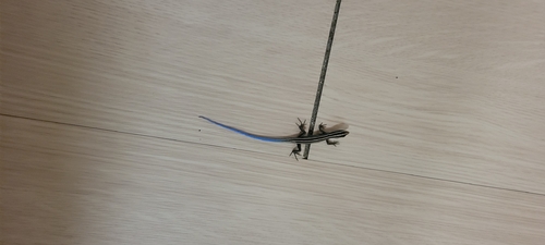 Emoia caeruleocauda observed 2026-08-02