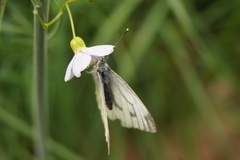Pieris napi