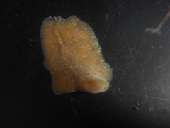 Pseudoceros canadensis