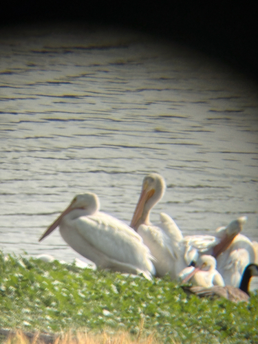 American White Pelican