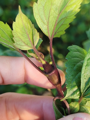 Eupatorium gall fly