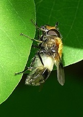 Leucozona lucorum