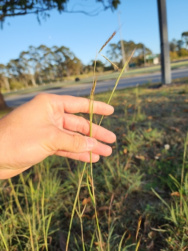 thatching grass