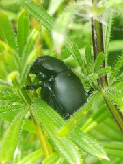 Timarcha tenebricosa