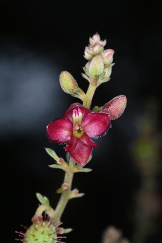 Krameria tomentosa, 2026-04-13