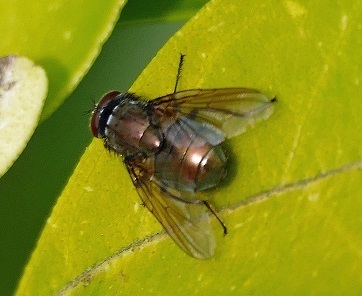 Eudasyphora cyanella