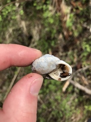 Allogona ptychophora