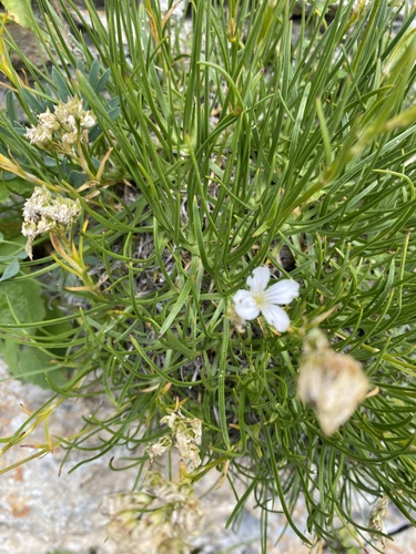 Gypsophila tenuifolia
