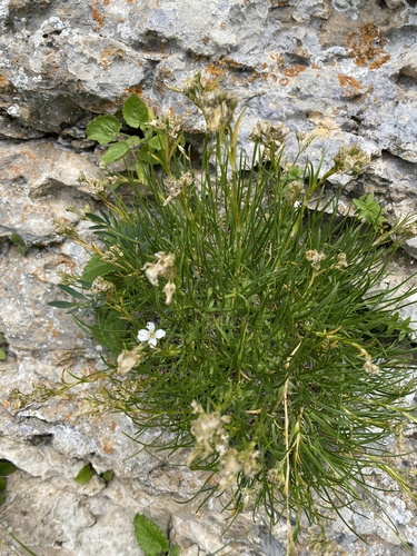 Gypsophila tenuifolia, photograph 2