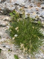 (c) Илья Руденко, some rights reserved (CC BY) Gypsophila tenuifolia, photograph (c) Илья Руденко, some rights reserved (CC BY)